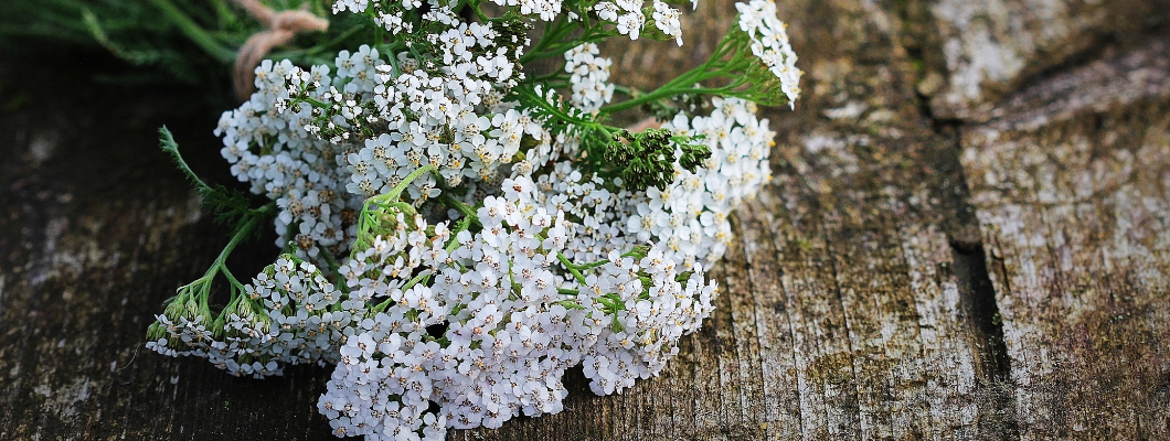 Beli rman za hemoroide - Učinkovita naravna rešitev