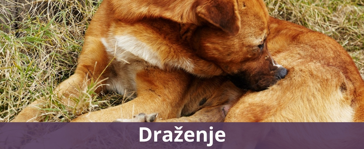 Draženje