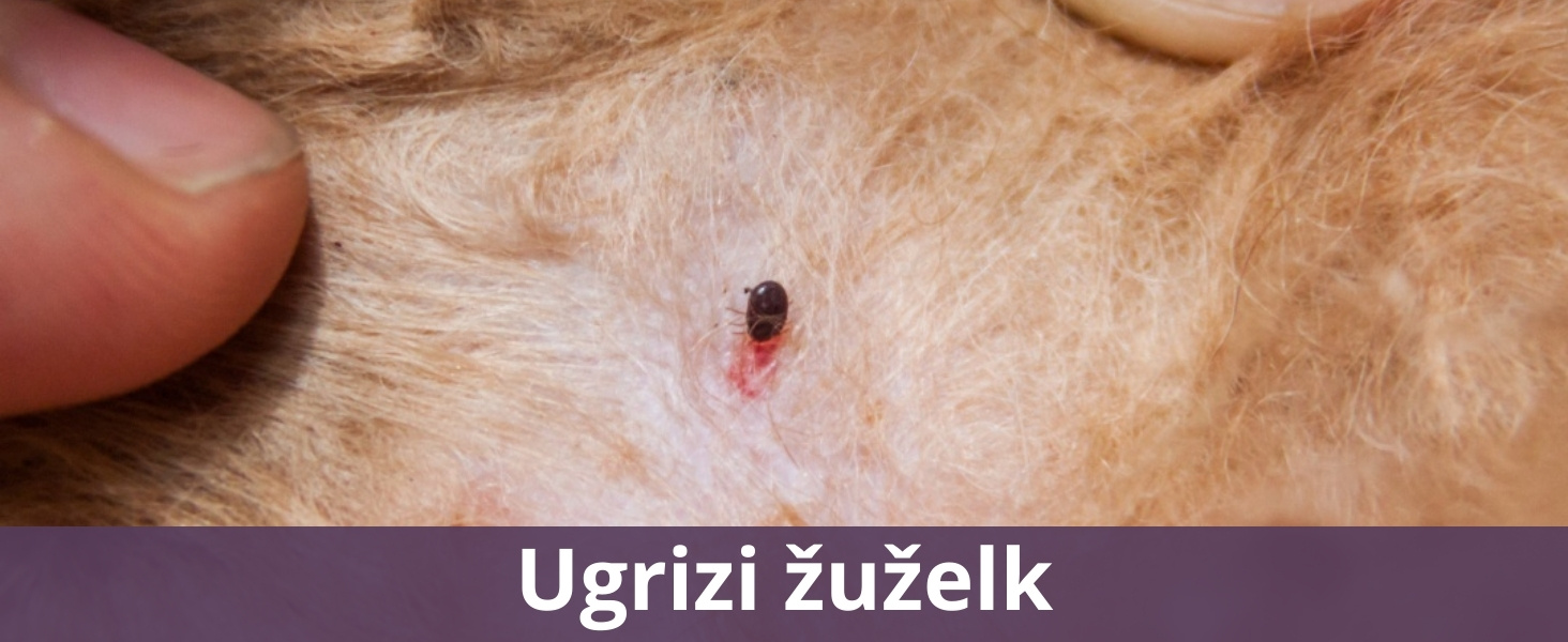 Ugrizi žuželk