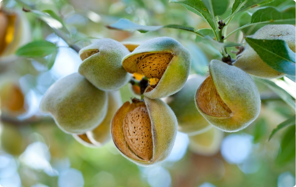Pri čem pomaga mandljevo nosilno olje?