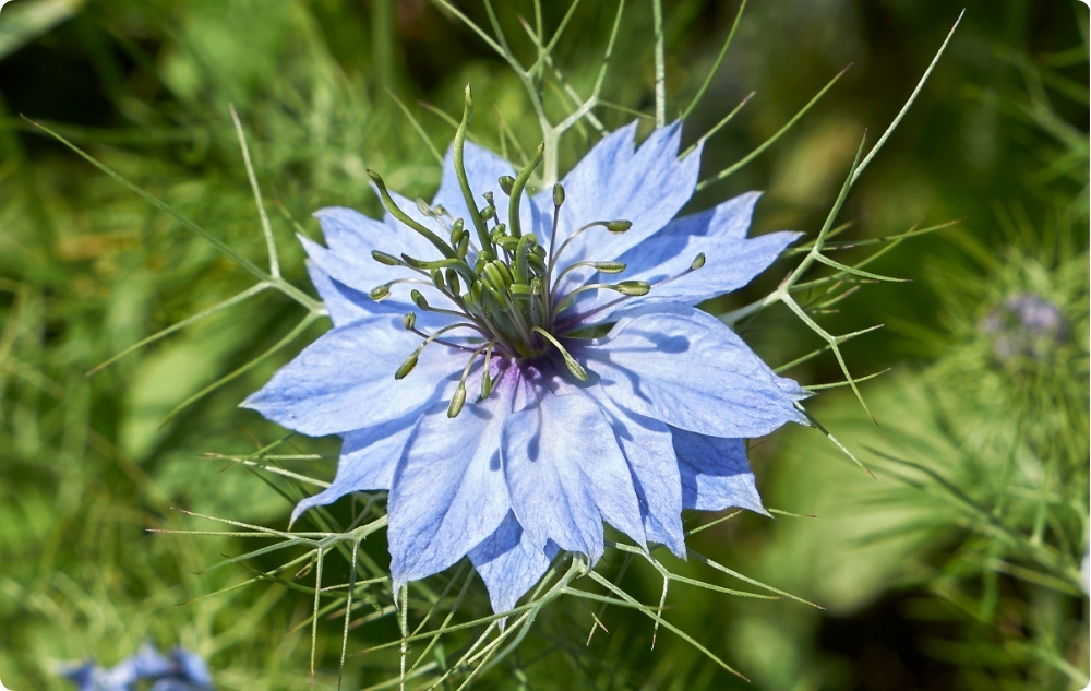 Pri čem pomaga Nosilno olje Črne Kumine?