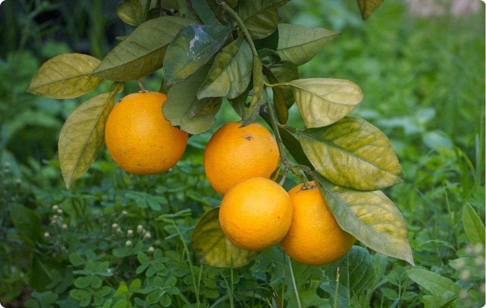 Pri čem pomaga eterično olje klementine?