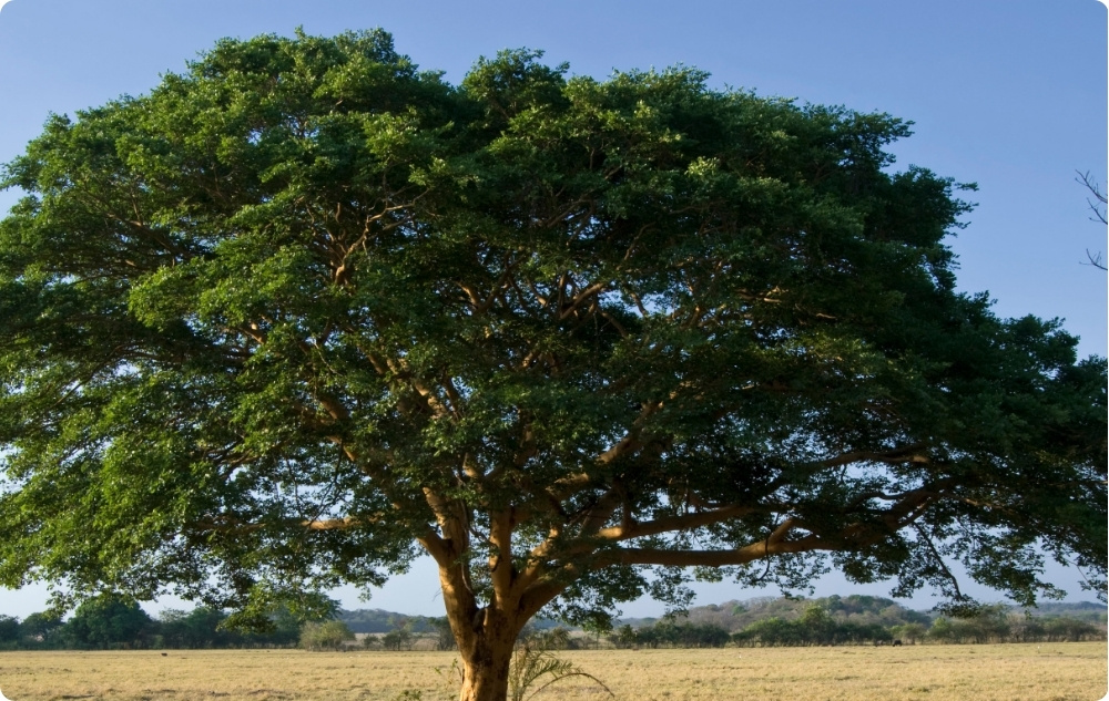 Pri čem pomaga eterično olje Copaiba?