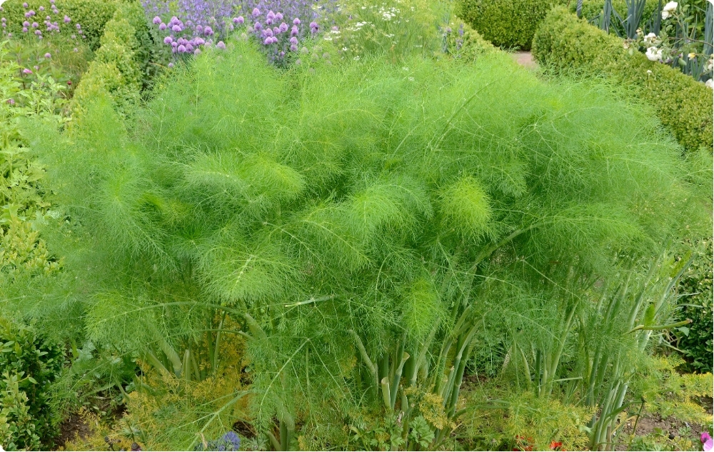 Pri čem pomaga eterično olje kopra?