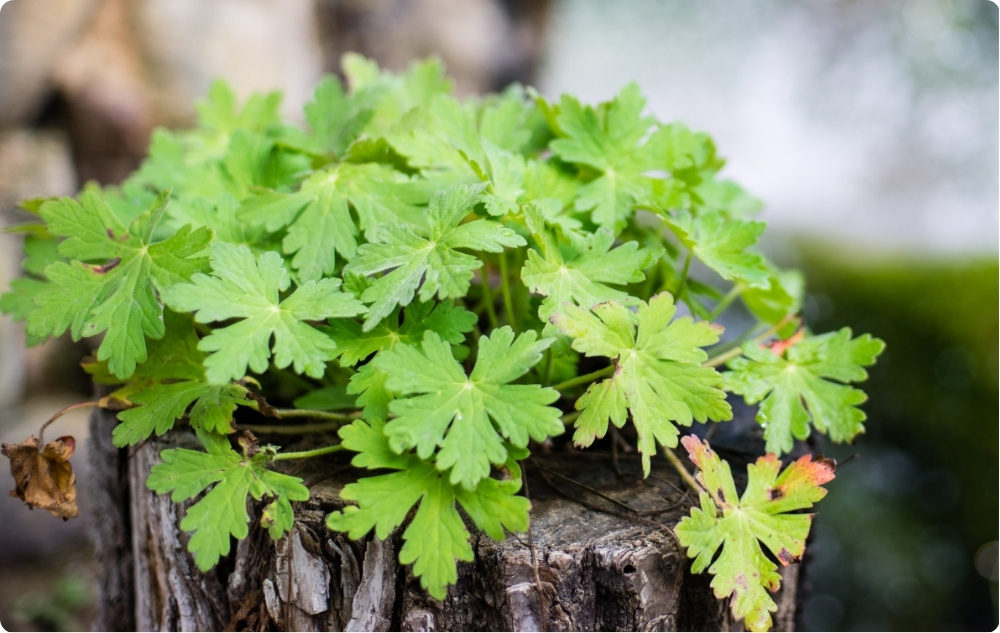 Pri čem Pomaga Cvetna voda Geranija?