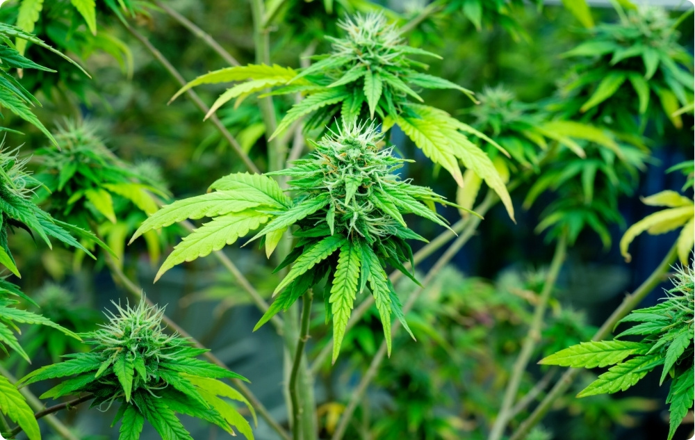 Pri čem pomaga nosilno olje konopljinih semen?