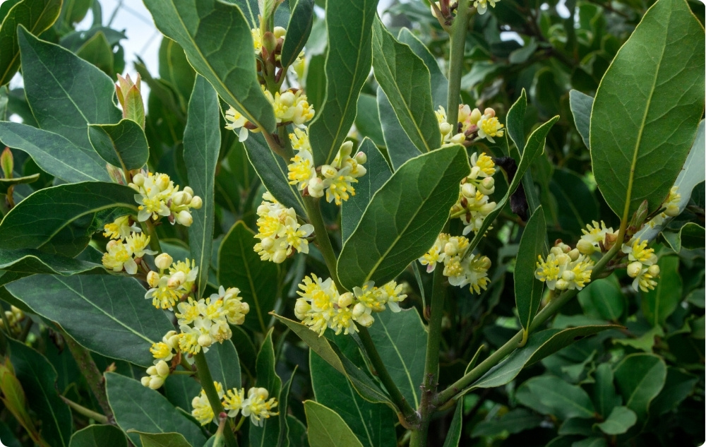 Pri čem pomaga Eterično olje Lovor?