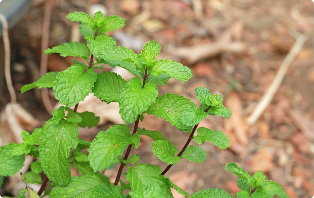 Pri čem pomaga Cvetna voda Melisa?