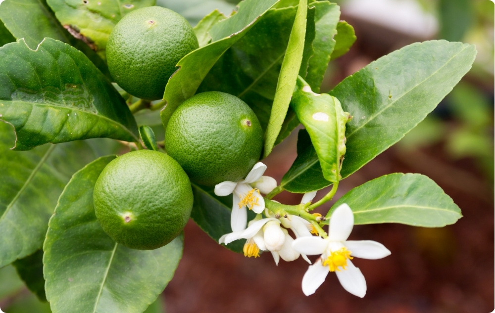 Pri čem pomaga Eterično olje Limeta?