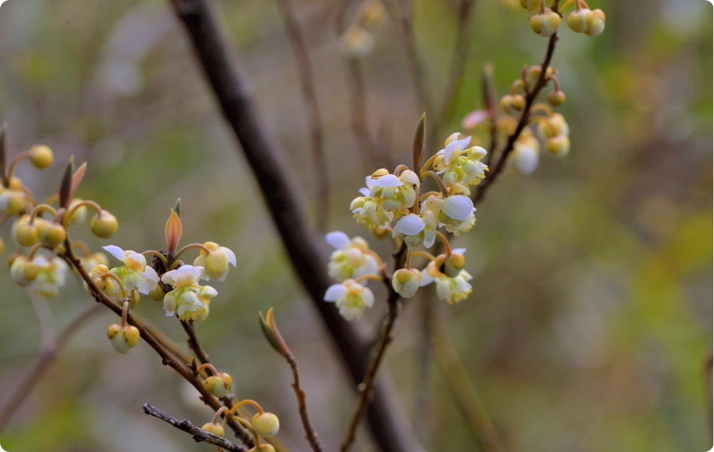 Pri čem pomaga Eterično olje Litsea Cubeba?