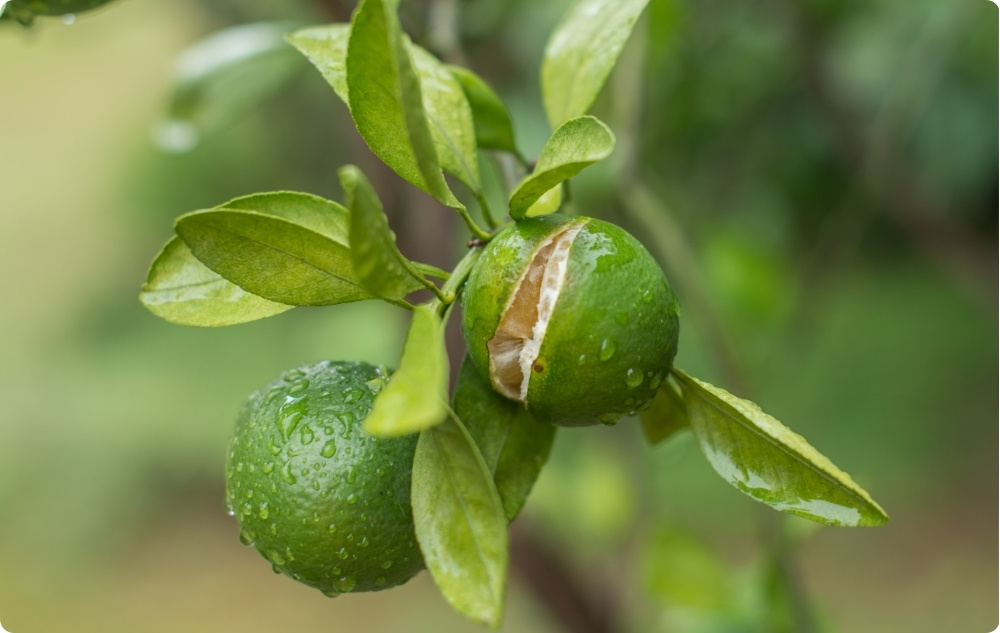 Pri čem pomaga Eterično olje Mandarina?