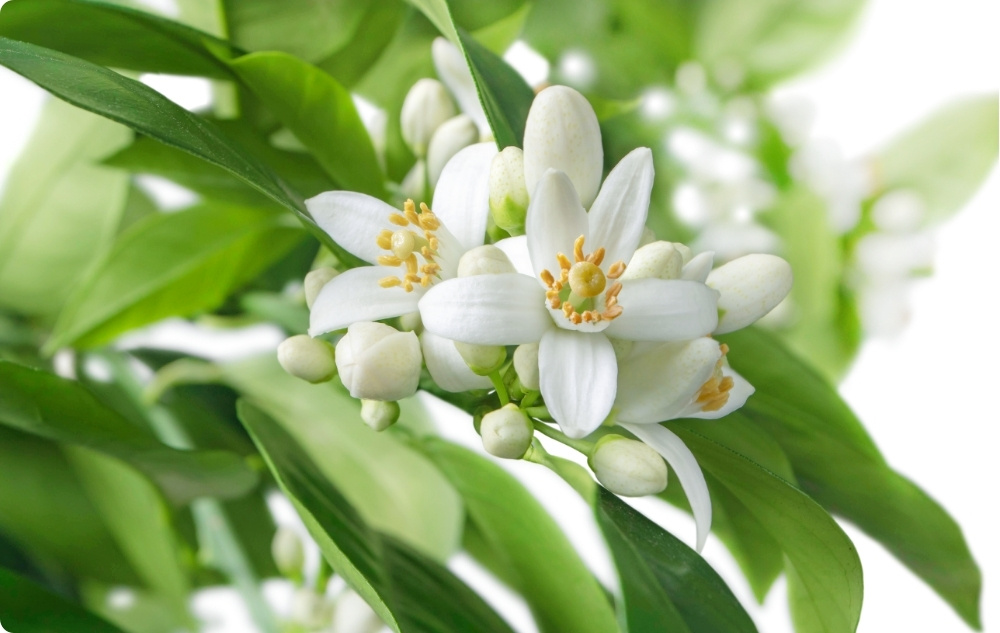 Pri čem pomaga Еterično olje Neroli?