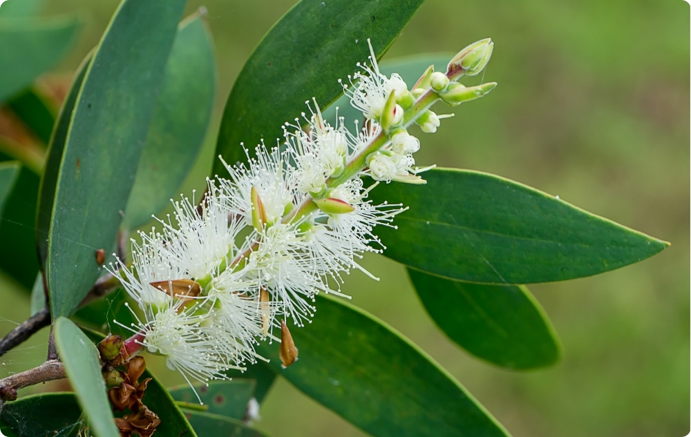Pri čem pomaga Eterično olje Niaouli?