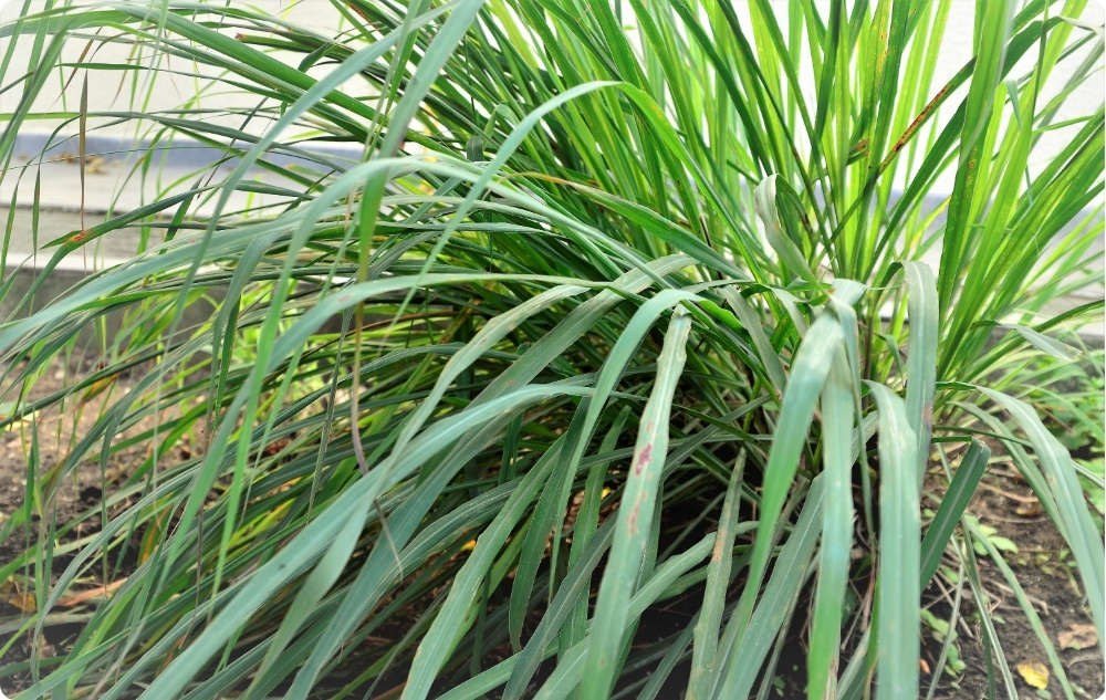 Pri čem pomaga Eterično olje Palmarosa?