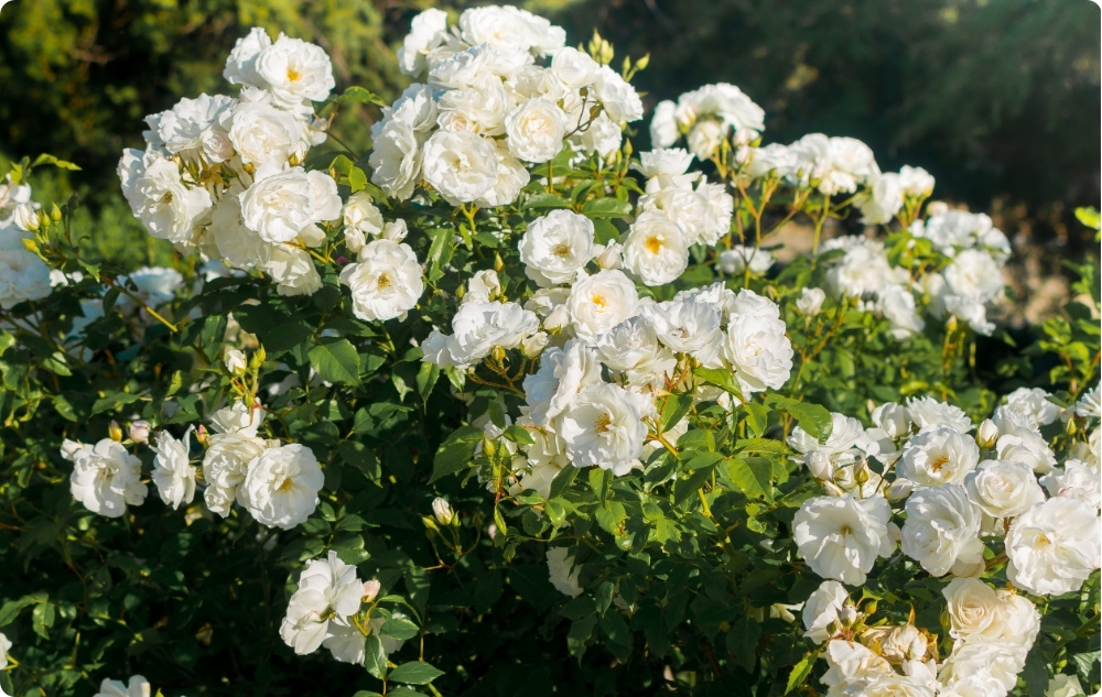 Pri čem pomaga Rožna voda Rosa Alba?