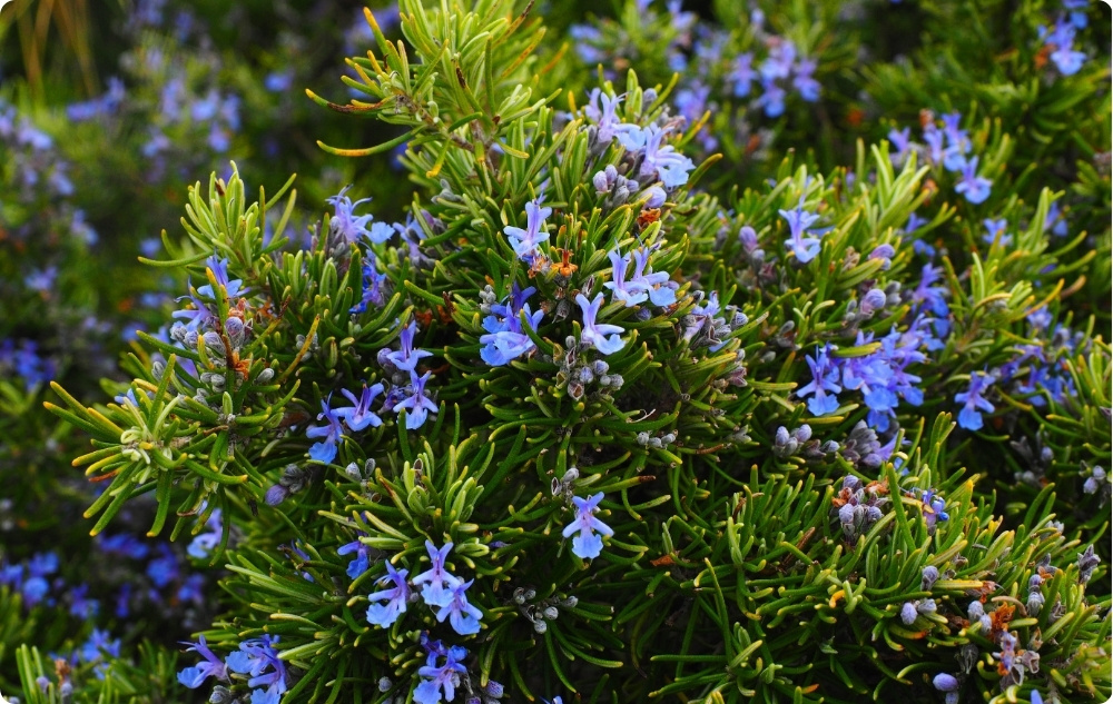 Pri čem pomaga Eterično olje Rožmarin Kafra?