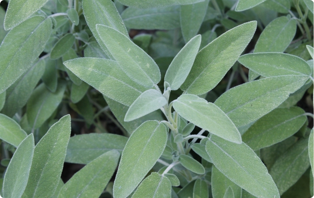 Pri čem pomaga Eterično olje Žajblj?