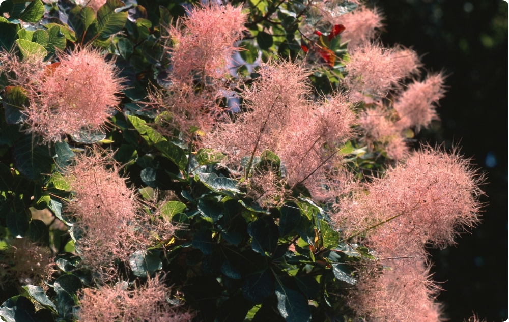 Pri čem pomaga Cvetna voda Divjega Ruja?