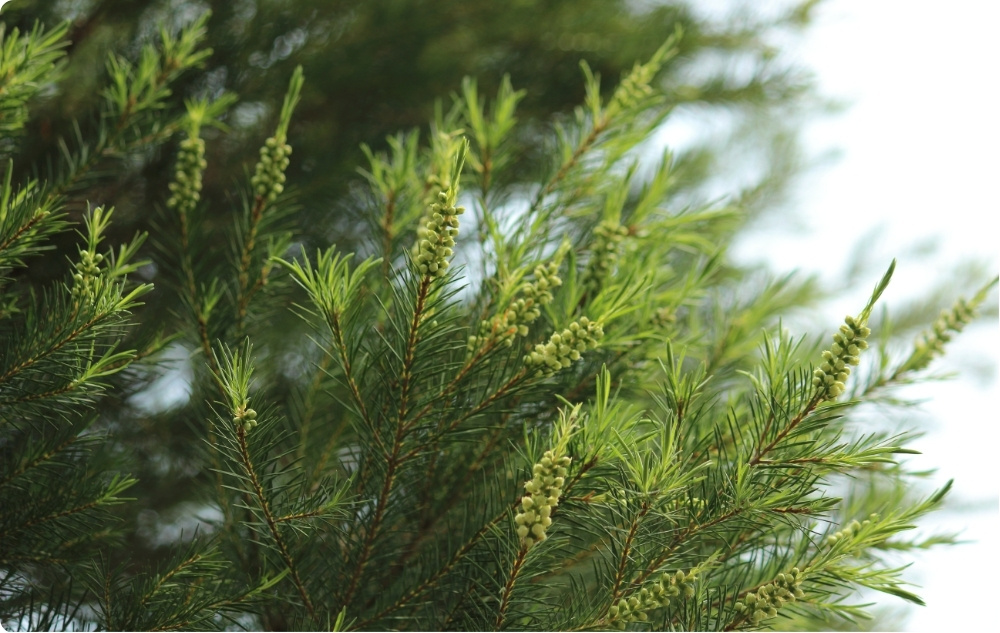 Pri čem pomaga Eterično olje Čajevec?