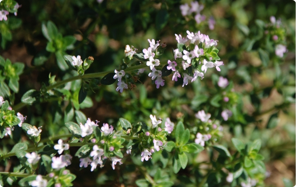 Pri čem pomaga Eterično olje Timijan Timol?