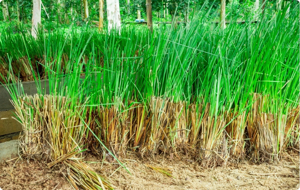Pri čem pomaga Eterično olje Vetiver?