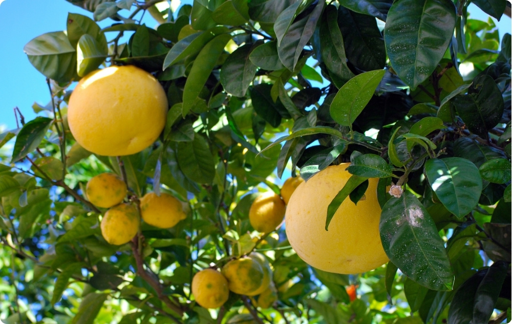 Pri čem pomaga Eterično olje Beli Grenivka?