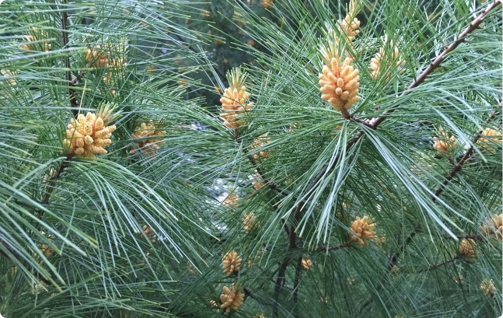 Zakaj smo izbrali eterična olja sladkega mandlja, bora in bele jelke?