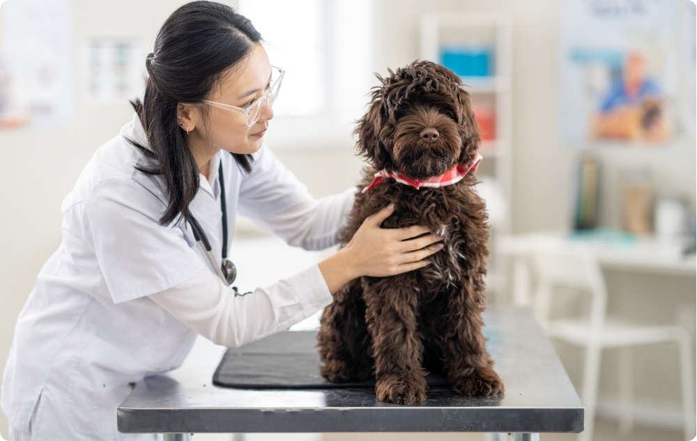 Zakaj so redni veterinarski pregledi pomembni?