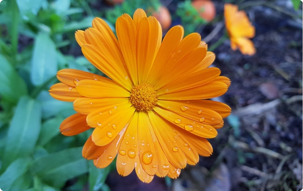 Mazilo za Opekline in Rane z Ognjičem - 40ml