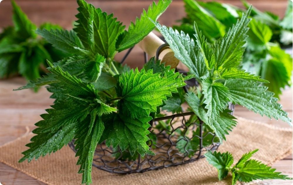 Mazilo za Sklepe z Gabez in Koprivo - 40ml