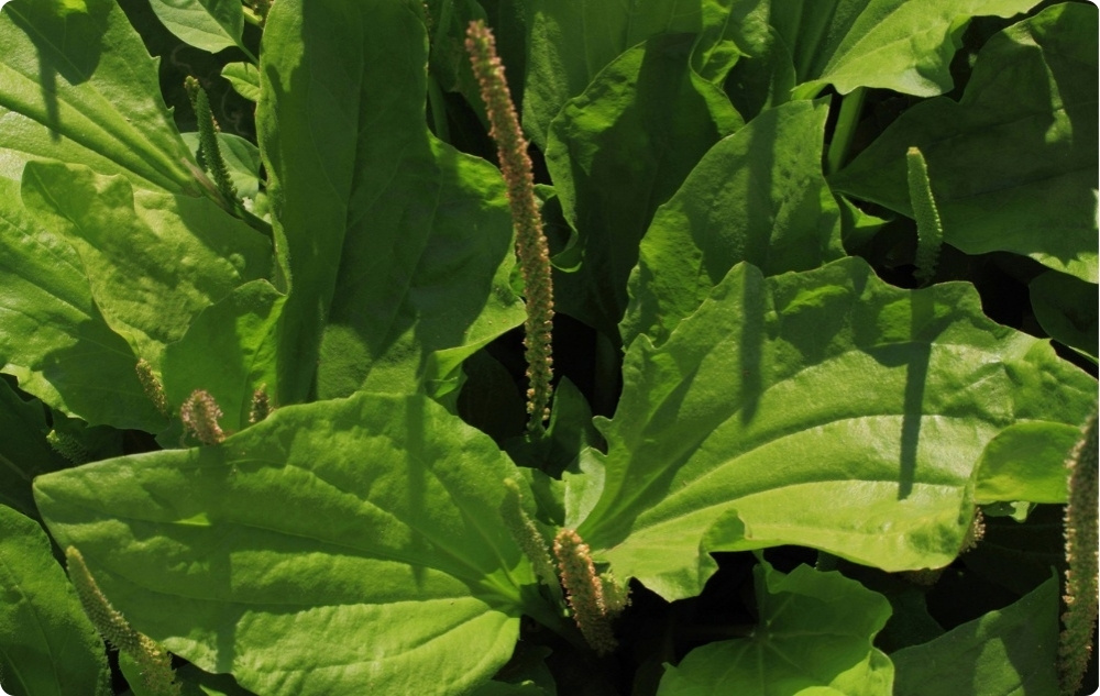 Mazilo proti Srbenju Trpotcem - 40ml